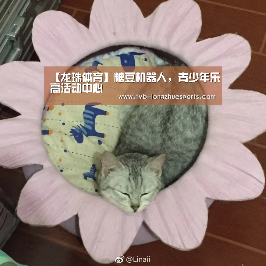 龙珠体育
